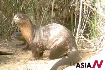 Pakistan: Endangered species Smooth Coated Otter found in Sindh