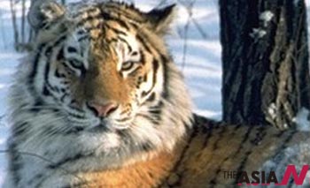 Forests, Tigers and Flyways: Protecting Biodiversity In the Russian Far East