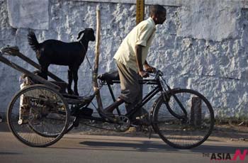 An Indian Carries Goat Instead Of Guest On His Rickshaw