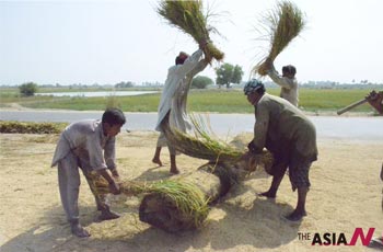 Pakistani Farmers Harvest Rice Amid Fear Of Drastic Crop Reduction Due To Heavy Monsoon Rains