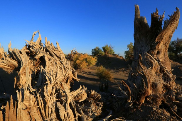 #CHINA-XINJIANG-YIWU-POPULUS EUPHRATICA-SCENERY (CN)