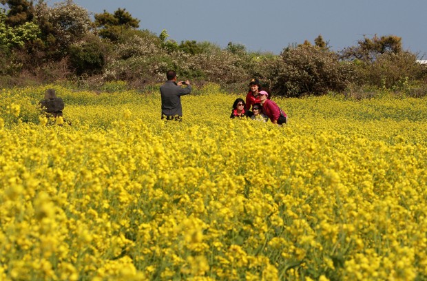 Yuchae flowers at the Seongsan Sunrise Peak in Jeju city, Jeju Special Self-Governing Province of South Korea, on April. 23, 2011. (Xinhua/Park Jin hee) 