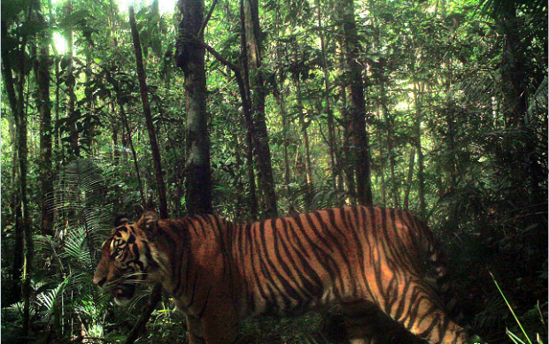 Photo of Sumatran Tiger that have been captured in the area of Batang Gadis National Park. (Camera Traps Batang Gadis National Park and Conservation International) 