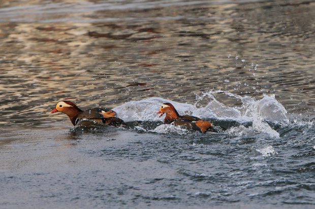 Two Mandarin ducks frolic in a pond in a park in Beijing on March 1. Photo: VCG