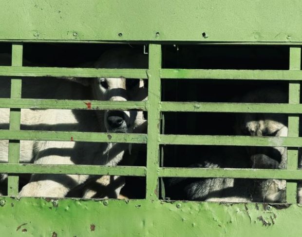 Dogs locked in cages and taken somewhere. Filmed in Kabul, the capital of Afghanistan. 