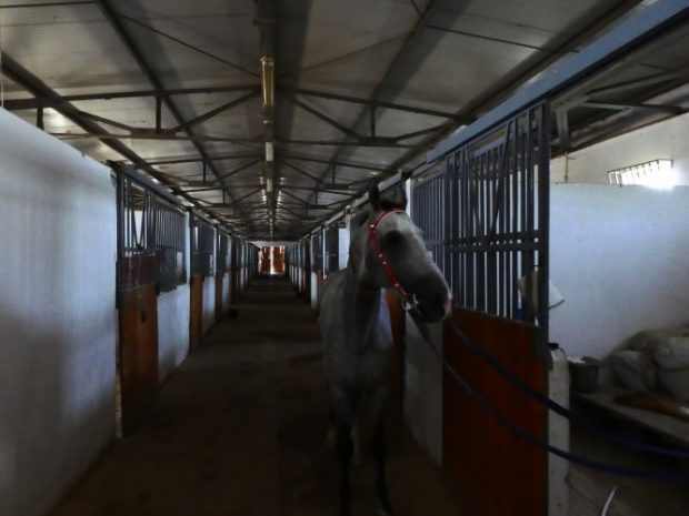 Turkmenistan's famous horse, Akhal Teke (local language). It is also called one-blooded horse or red horse. This species, which has short fur and thin skin, is often eaten by parasites by sucking blood, and after vigorous exercise, it looks as if it has shed blood, giving it the name Han-Blood Horse.