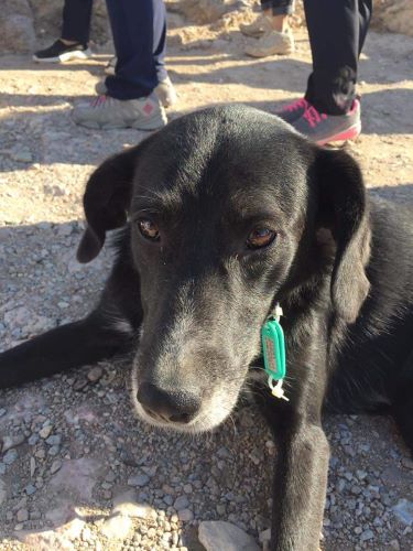 A stray dog we met at the Parthenon Temple in Greece. An identification tag worn around the neck means that the entity is under the management of the local government.