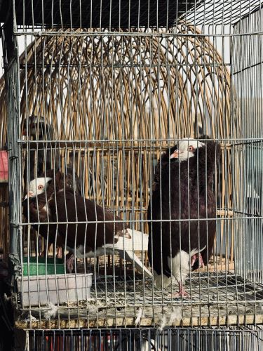 Ornamental birds being traded at the market in Kandahar. The sanitary conditions in the cages were very poor, raising concerns about the health of the birds. In Afghanistan, raising birds at home is a long-standing tradition. There are many concerns that commercially sold birds are vectors for various germs.